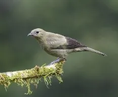 Thraupis palmarum