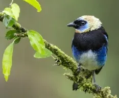 Tangara larvata