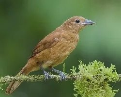 Tachyphonus rufus