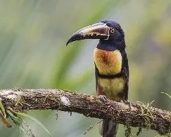 Pteroglossus torquatus