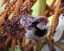 Passer domesticus