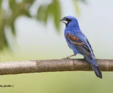 Passerina caerulea