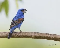 Passerina caerulea
