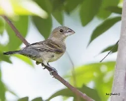 Passerina caerulea