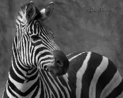Blanco y negro
