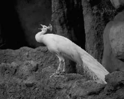 Blanco y negro