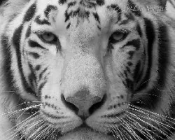 Blanco y negro