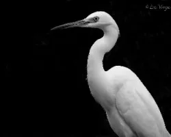 Blanco y negro