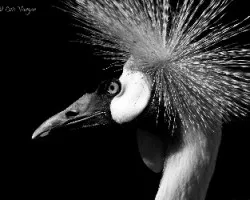 Blanco y negro