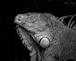 Blanco y negro