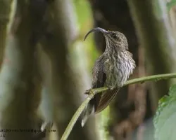 Eutoxeres aquila