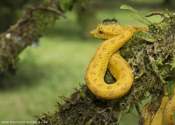 Bothriechis schlegelii