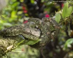 Bothriechis schlegelii