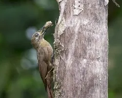 Dendrocincla fuliginosa