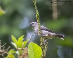 Tangara inornata