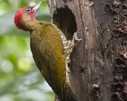 Piculus simplex