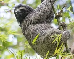 Bradypus variegatus
