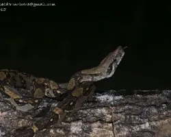 Boa constrictor