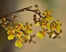 Oncidium cebolleta