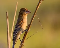 Passerina caerulea