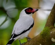 Tityra semifasciata