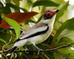 Tityra semifasciata
