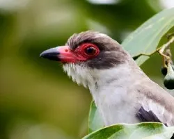 Tityra semifasciata