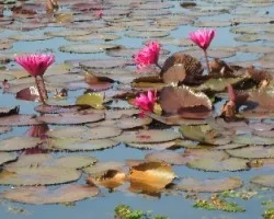 Nymphaea tetragona