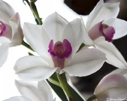 Orquidea