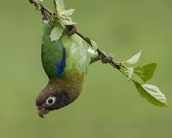 Pyrilia haematotis