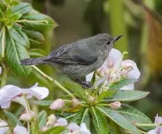 Diglossa plumbea