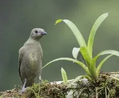 Thraupis palmarum
