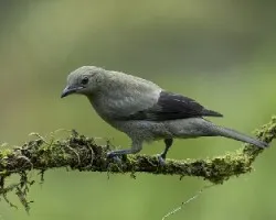 Thraupis palmarum