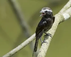 Colonia colonus