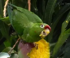 Psittacara finschi