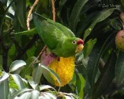 Psittacara finschi