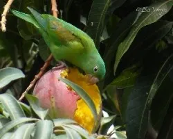 Brotogeris jugularis