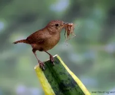 Troglodytes aedon