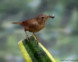 Troglodytes aedon