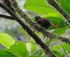 Thripadectes rufobrunneus