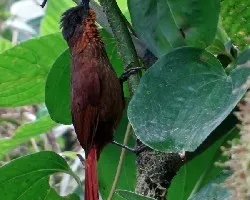 Thripadectes rufobrunneus