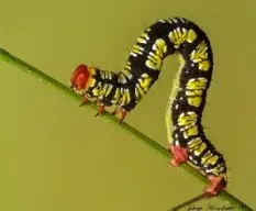 Melanchroia cephise