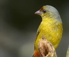 Euphonia gouldi