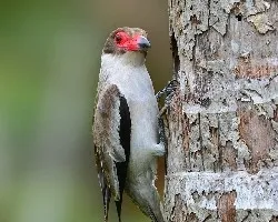 Tityra semifasciata