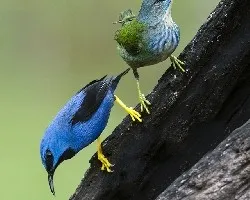 Cyanerpes lucidus