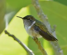 Selasphorus flammula