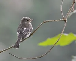 Elaenia frantzii