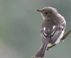 Elaenia frantzii
