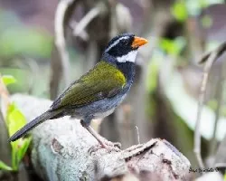 Arremon aurantiirostris