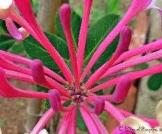 Lonicera caprifolium